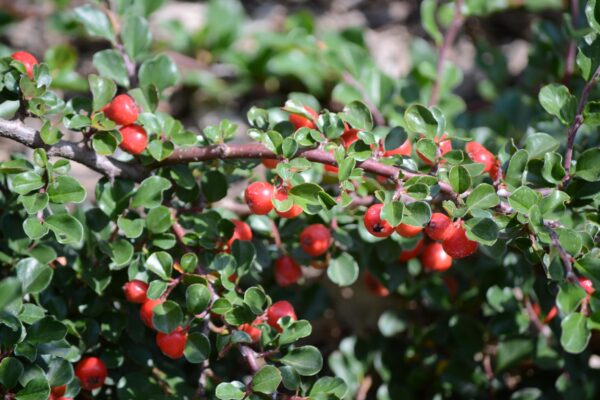 Cotoneaster dammeri ′Coral Beauty′ - Fruit