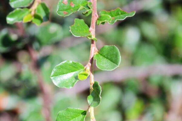 Cotoneaster dammeri ′Coral Beauty′ - Foliage