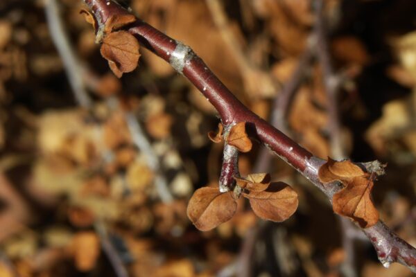 Cotoneaster dammeri ′Coral Beauty′ - Buds