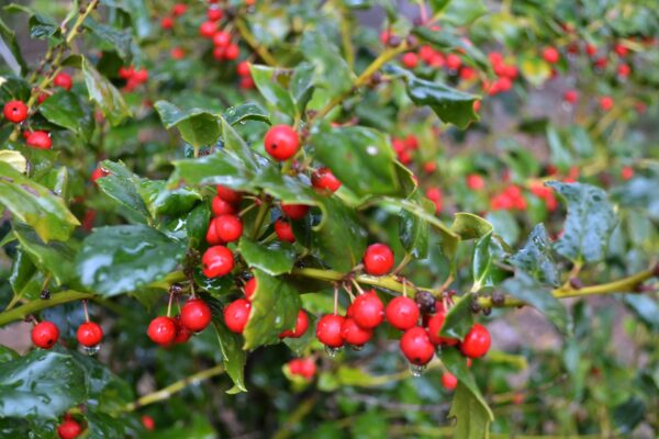 Ilex × ′Mesog′ [sold as China Girl®] - Fruit & Foliage