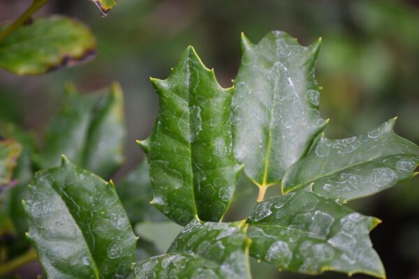 Ilex × ′Mesog′ [sold as China Girl®] - Leaves