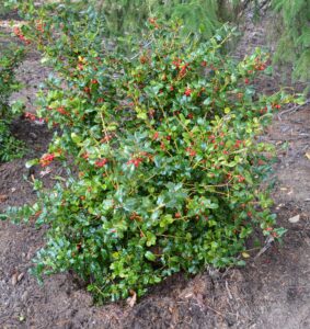 Ilex × ′Mesog′ [sold as China Girl®] - Habit
