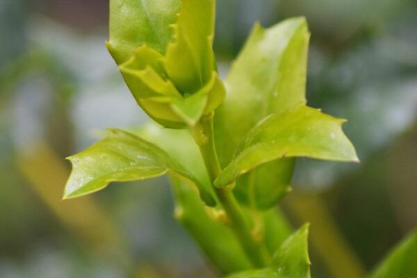 Ilex × ′Mesog′ [sold as China Girl®] - New Growth