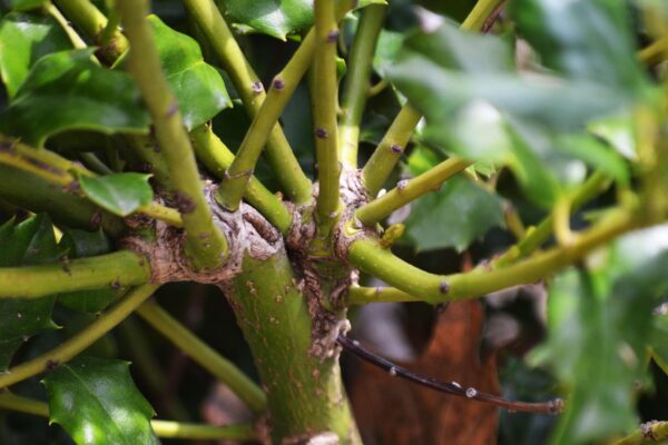 Ilex × ′Mesog′ [sold as China Girl®] - Young Stems