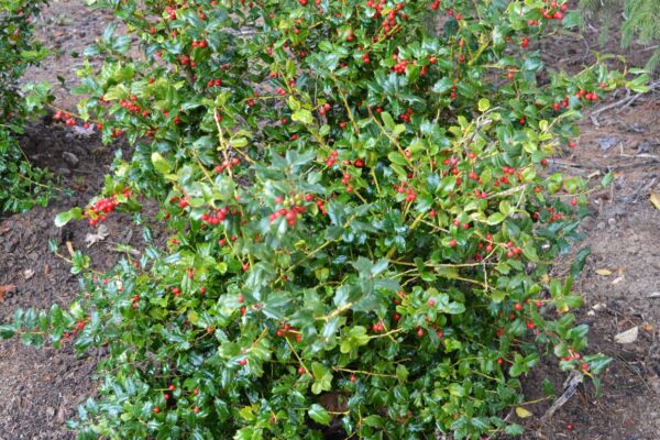 Ilex × ′Mesog′ [sold as China Girl®] - Habit