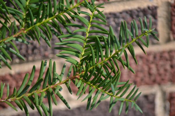Taxus × media ′Dark Green Spreader′ - Foliage