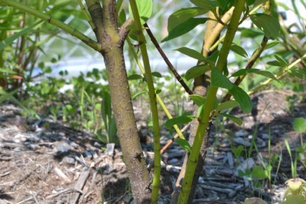 Cornus alba ′Bud’s Yellow′ - Bark