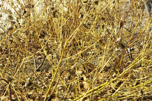 Cornus alba ′Bud’s Yellow′ - Winter Habit