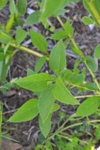 Cornus alba ′Bud’s Yellow′ - Foliage
