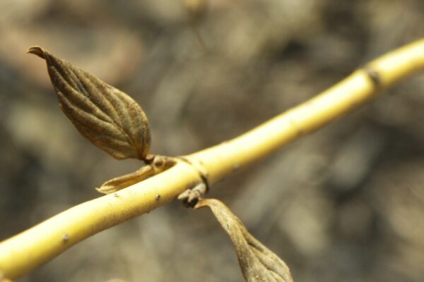 Cornus alba ′Bud’s Yellow′ - Buds