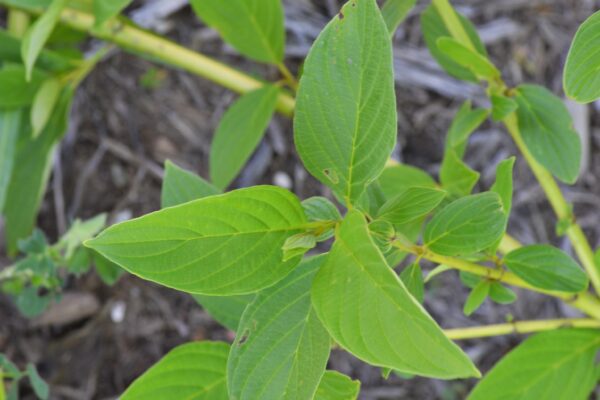 Cornus alba ′Bud’s Yellow′ - Foliage