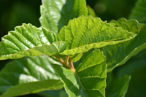Viburnum dentatum ′Synnesvedt′ [sold as Chicago Lustre®] - Leaves