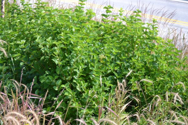 Viburnum dentatum ′Synnesvedt′ [sold as Chicago Lustre®] - Summer Habit