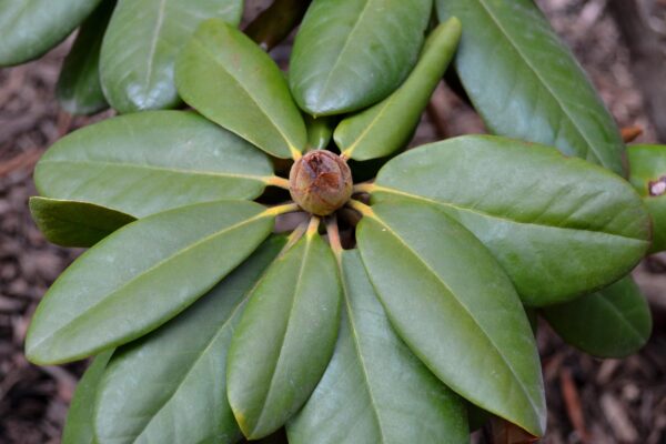 Rhododendron catawbiense ′Pearce’s American Beauty′ - Bud and Winter Foliage