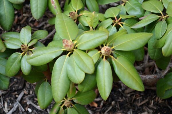 Rhododendron catawbiense ′Pearce’s American Beauty′ - Winter Foliage