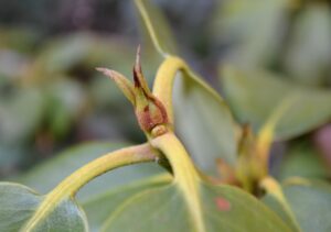 Rhododendron catawbiense ′Pearce’s American Beauty′ - Bud