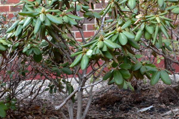 Rhododendron catawbiense ′Pearce’s American Beauty′ - Winter Habit