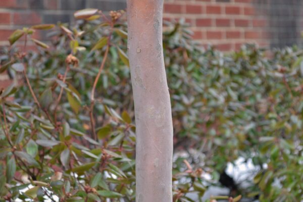 Stewartia pseudocamellia - Bark