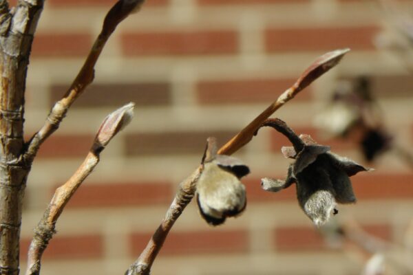 Stewartia pseudocamellia - Bud and Remnant Fruit