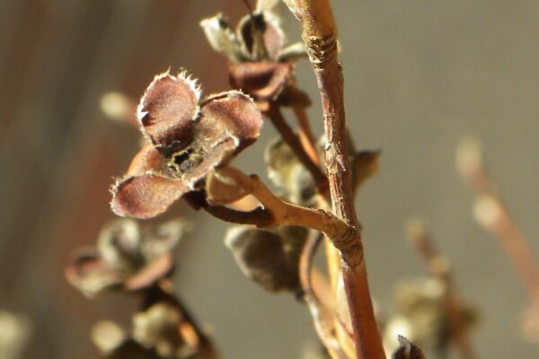 Stewartia pseudocamellia - Remnant Fruit