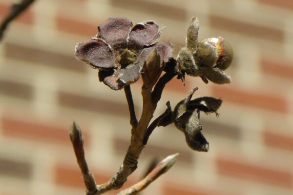 Stewartia pseudocamellia - Buds and Remnant Fruit