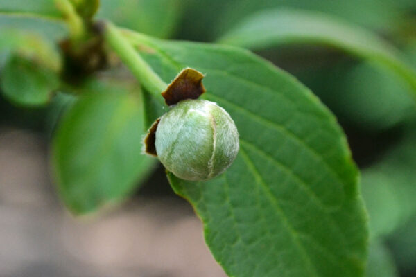 Stewartia pseudocamellia - Flower Bud