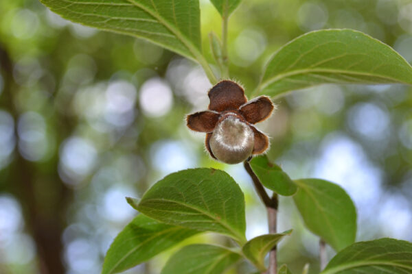 Stewartia pseudocamellia - Fruit