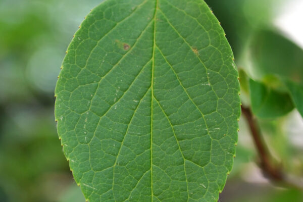 Stewartia pseudocamellia - Leaf