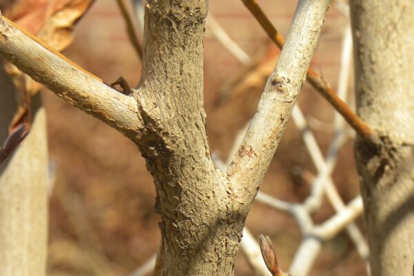 Stewartia pseudocamellia - Bark