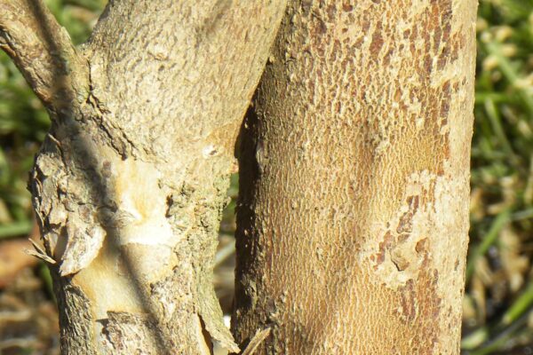 Stewartia pseudocamellia - Bark