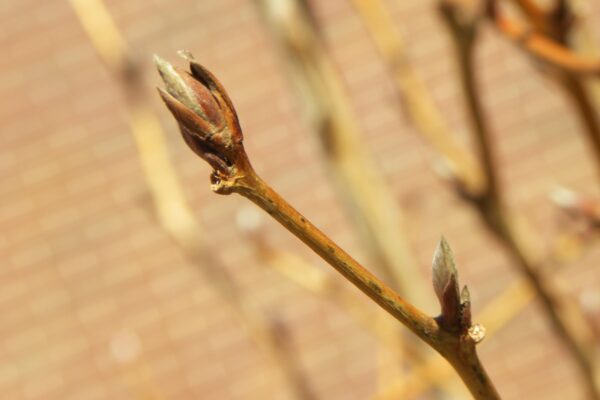 Stewartia pseudocamellia - Buds