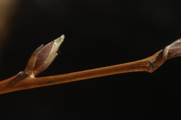 Stewartia pseudocamellia - Buds