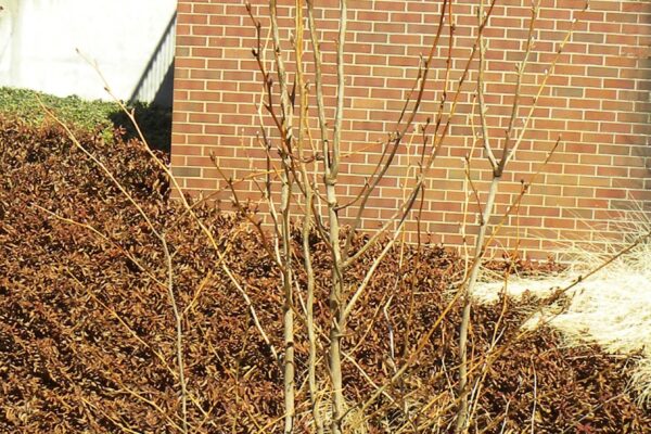 Stewartia pseudocamellia - Winter Habit
