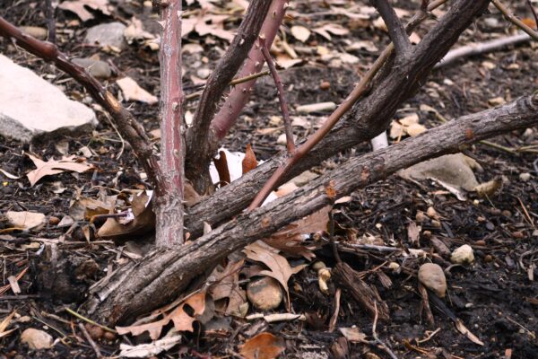 Rosa × ′Beubi′ [sold as Carefree Beauty™] - Bark