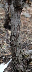 Rosa × ′Beubi′ [sold as Carefree Beauty™] - Bark