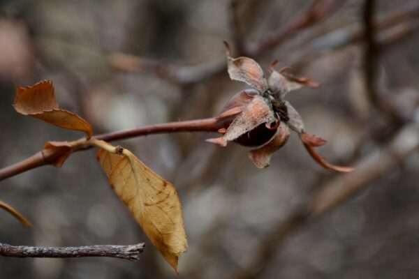 Rosa × ′Beubi′ [sold as Carefree Beauty™] - Remnant Fruit