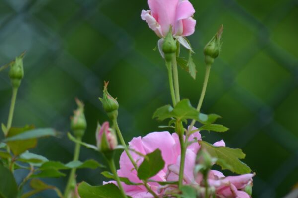 Rosa × ′Beubi′ [sold as Carefree Beauty™] - Flower Buds