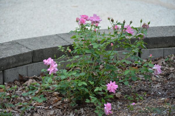 Rosa × ′Beubi′ [sold as Carefree Beauty™] - Flowering Habit