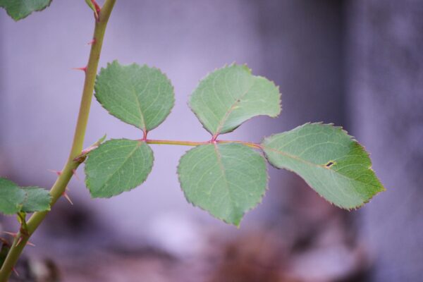 Rosa × ′Beubi′ [sold as Carefree Beauty™] - Leaves