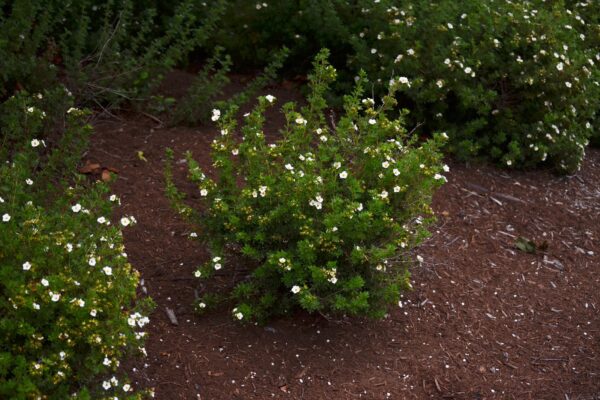 Potentilla fruticosa ′Abbotswood′ - Flowering Habit