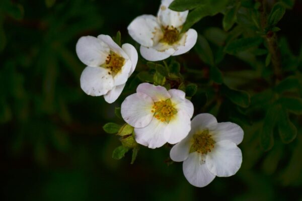 Potentilla fruticosa ′Abbotswood′ - Flowers