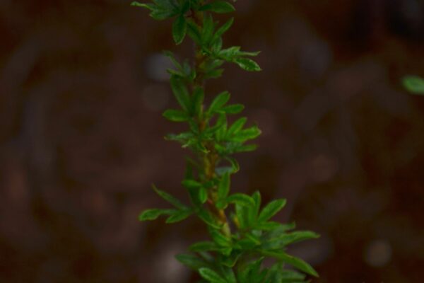 Potentilla fruticosa ′Abbotswood′ - Foliage