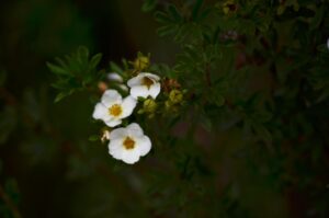 Potentilla fruticosa ′Abbotswood′ - Buds and Flowers