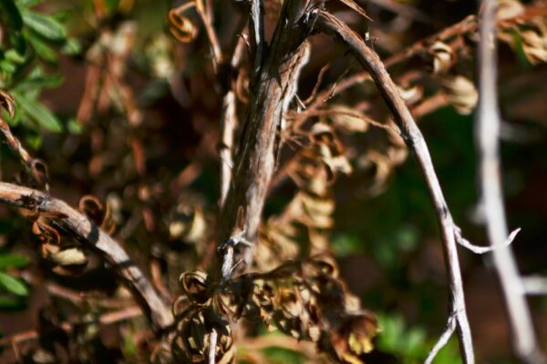 Potentilla fruticosa ′Abbotswood′ - Bark