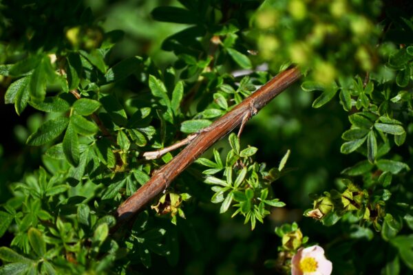 Potentilla fruticosa ′Abbotswood′ - Bark