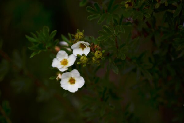 Potentilla fruticosa ′Abbotswood′ - Buds and Flowers