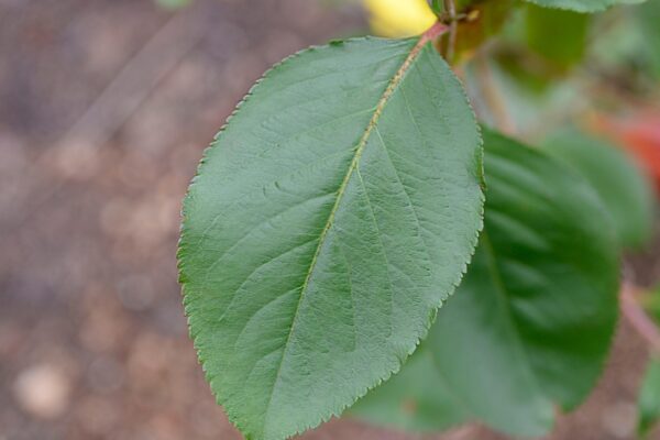 Aronia melanocarpa - Leaf