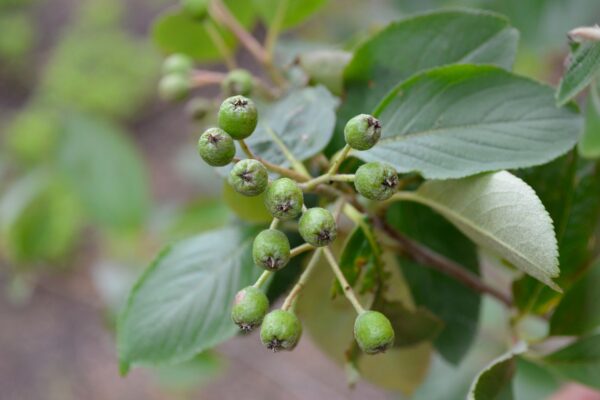 Aronia melanocarpa - Unripe Fruit