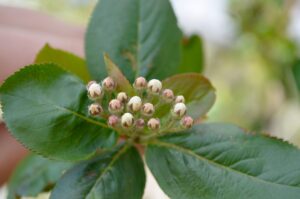 Aronia melanocarpa - Flower Buds