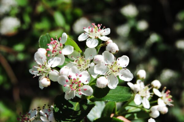 Aronia melanocarpa - Flowers